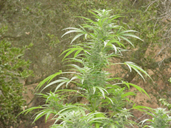 hillside plant marijuana