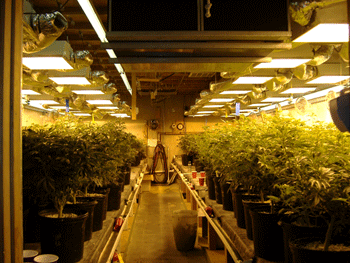 indoor rows marijuana